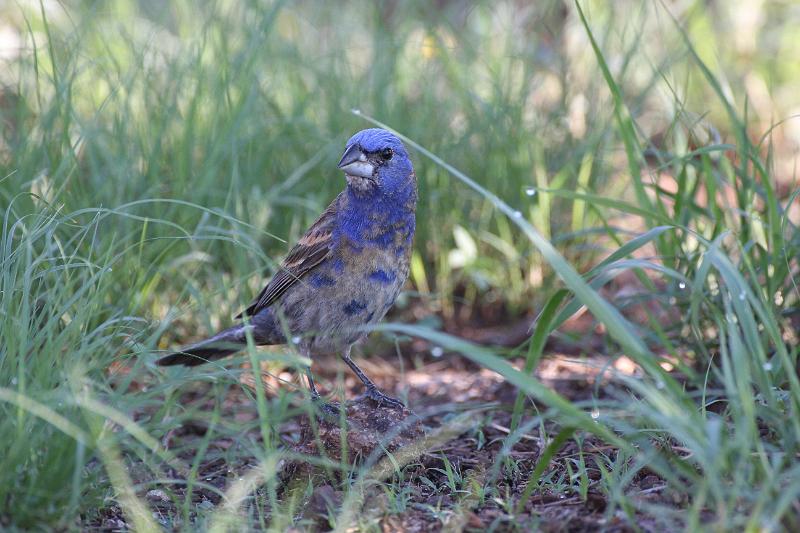 Blue Grosbeak FtDavis Aug08 167.jpg